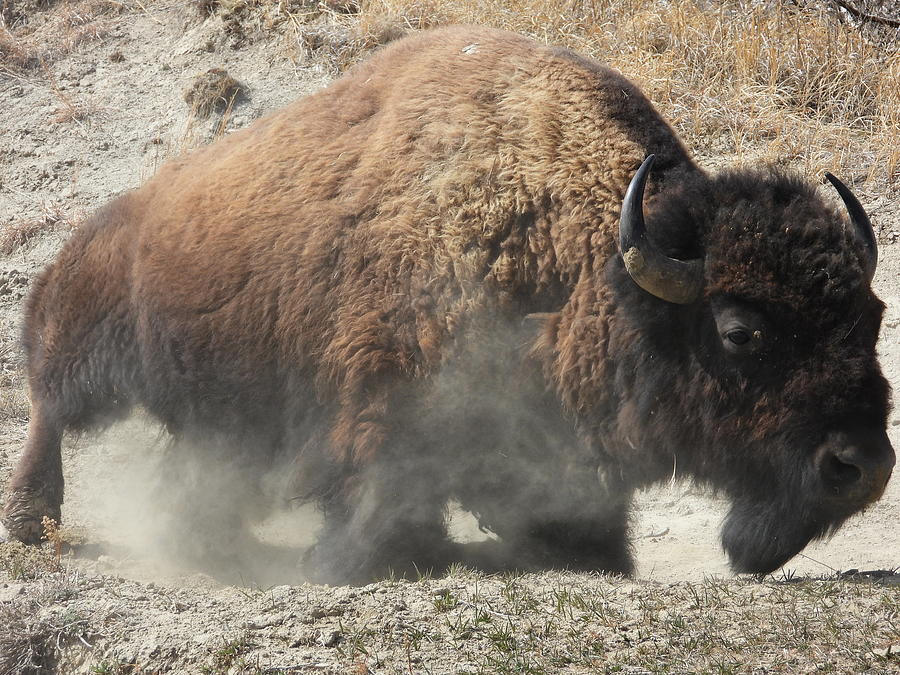 Bison Bull Dust Bath 4 Photograph by Amanda R Wright