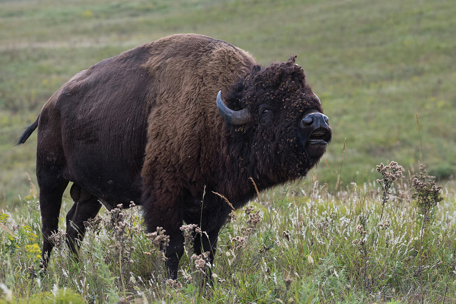 Bison Bull exhibiting Flehmen Response, Tallgrass Prairie Preser ...