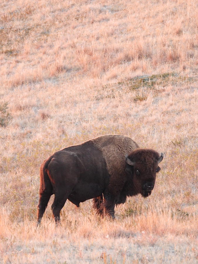Bison Bull Full Body Photograph by Amanda R Wright