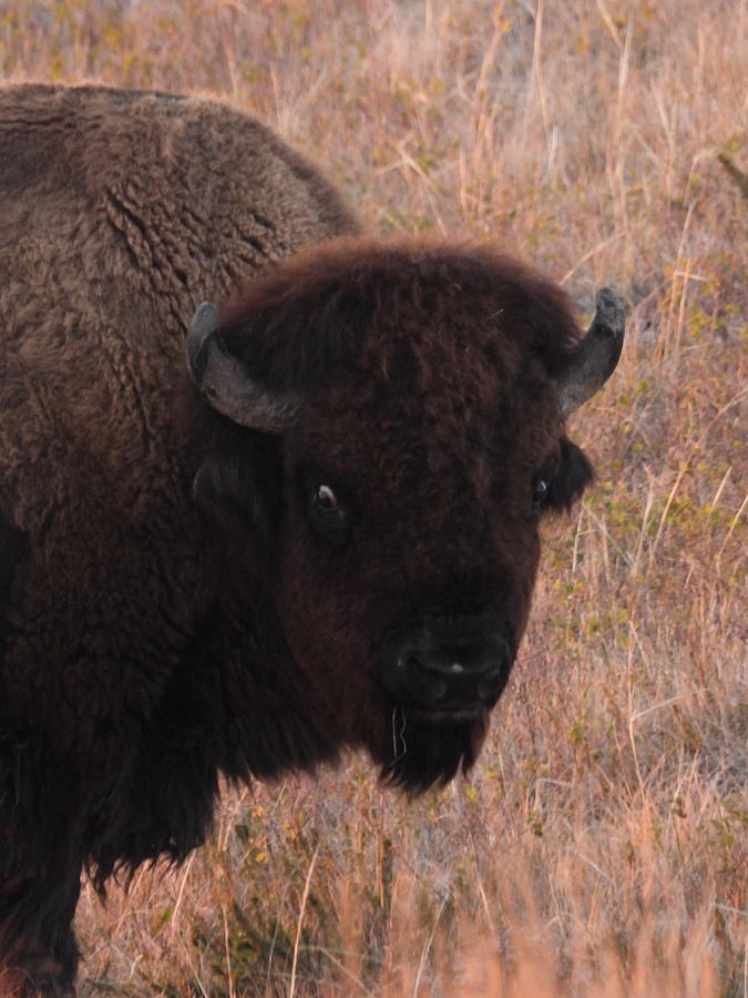 Bison Bull Head Shot Photograph by Amanda R Wright