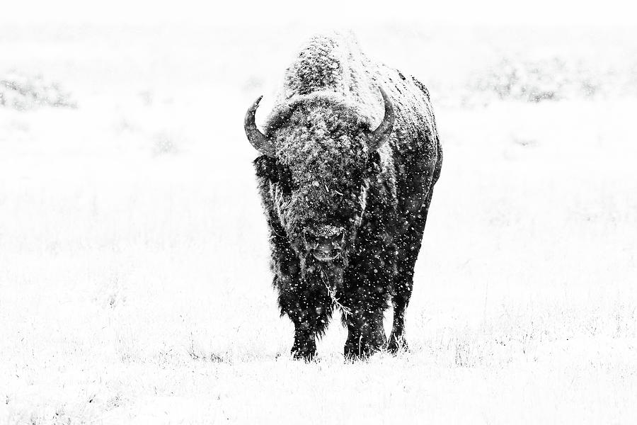 Bison Bull in a Fall Snow - Black and White Photograph by Tony Hake