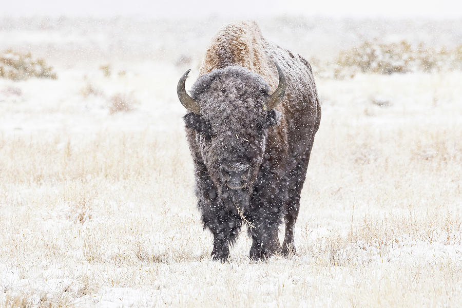 Bison Bull in a Fall Snow Photograph by Tony Hake