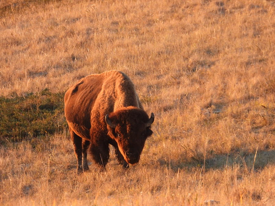 Bison Bull In The Morning Light Photograph by Amanda R Wright