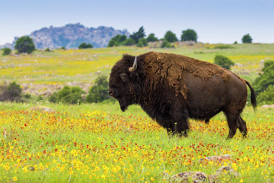 Bison Bull in the Wildflowers Photograph by Lee and Renee Walsh Bison Bull in the Wildflowers Photograph by Lee and Renee Walsh