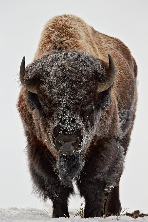 Bison bull in the winter Photograph by James Hager - Fine Art America