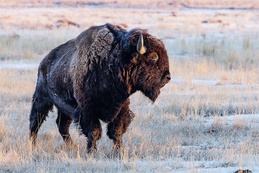 Bison Bull Looks to Sunrise on a Frosty Morning Photograph by Tony Hake