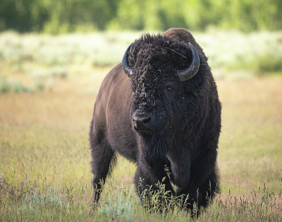 Bison Bull Photograph by Mary Hone