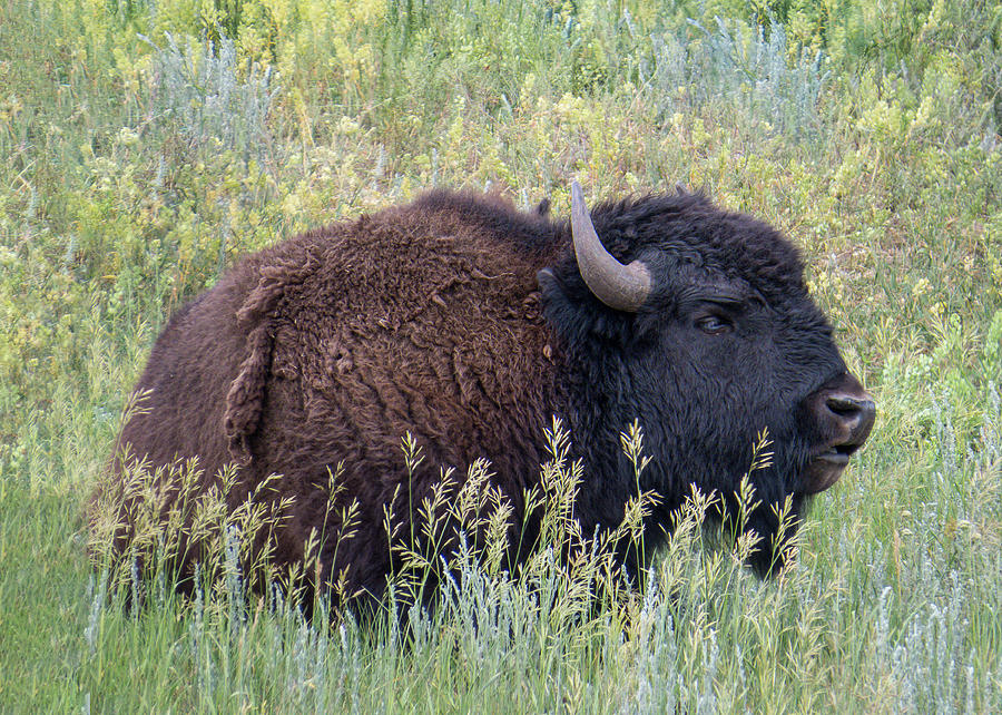 Bison Bull Meadow Photograph by Patti Deters