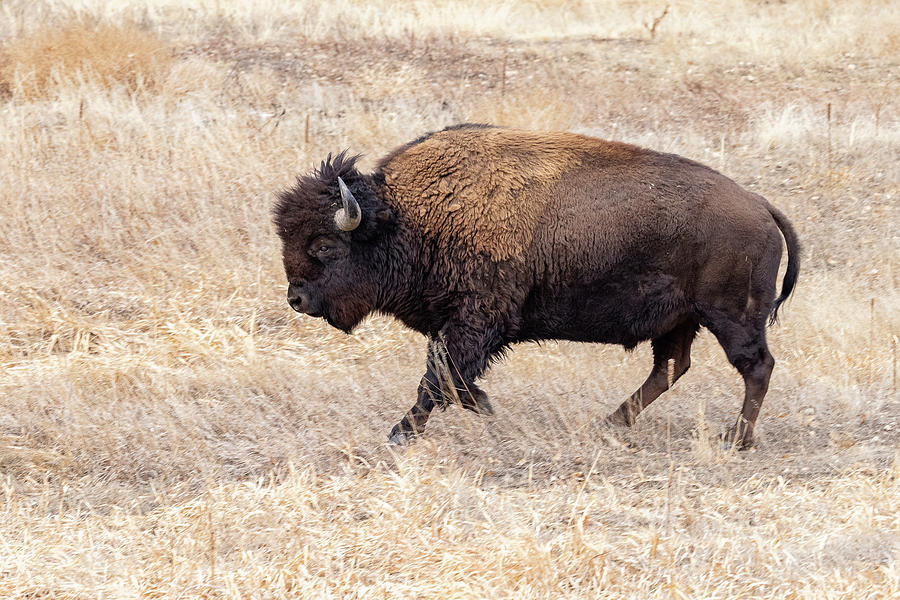 Bison Bull on the Run Photograph by Tony Hake