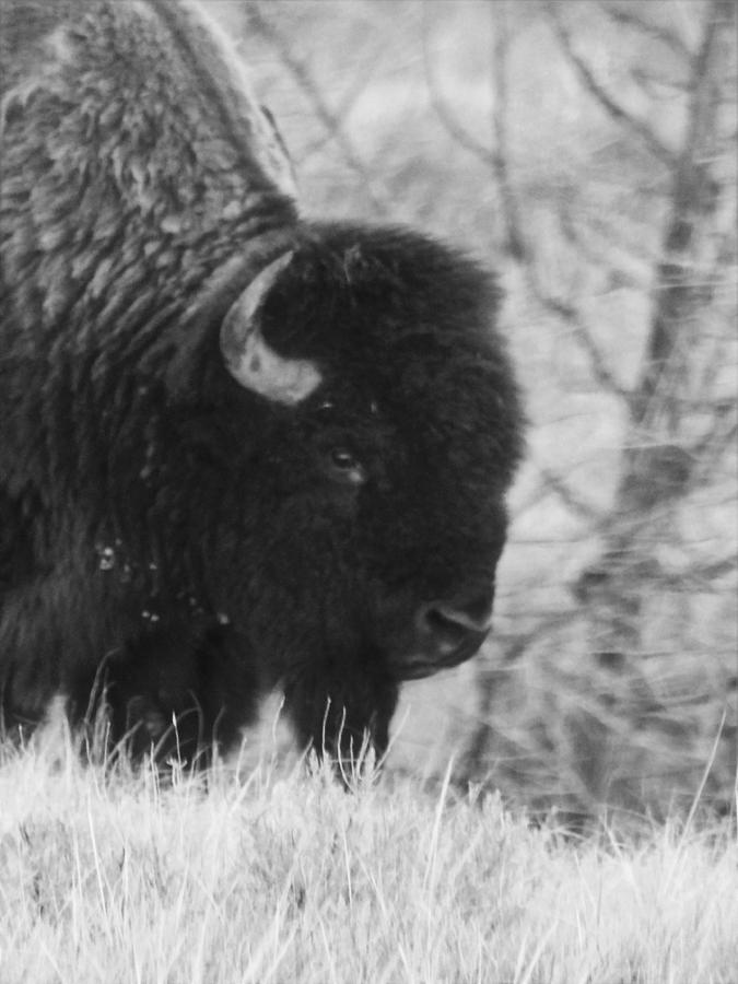 Bison Bull Portrait Photograph by Amanda R Wright