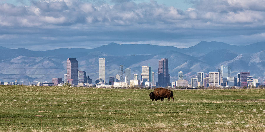 Bison Bull Strolls in Front of Denver, Colorado Photograph by Tony Hake