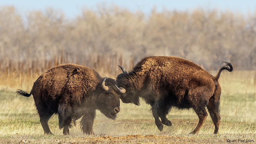 Bison Bulls Fighting 01 Photograph by Kelley Fine Arts - Fine Art America