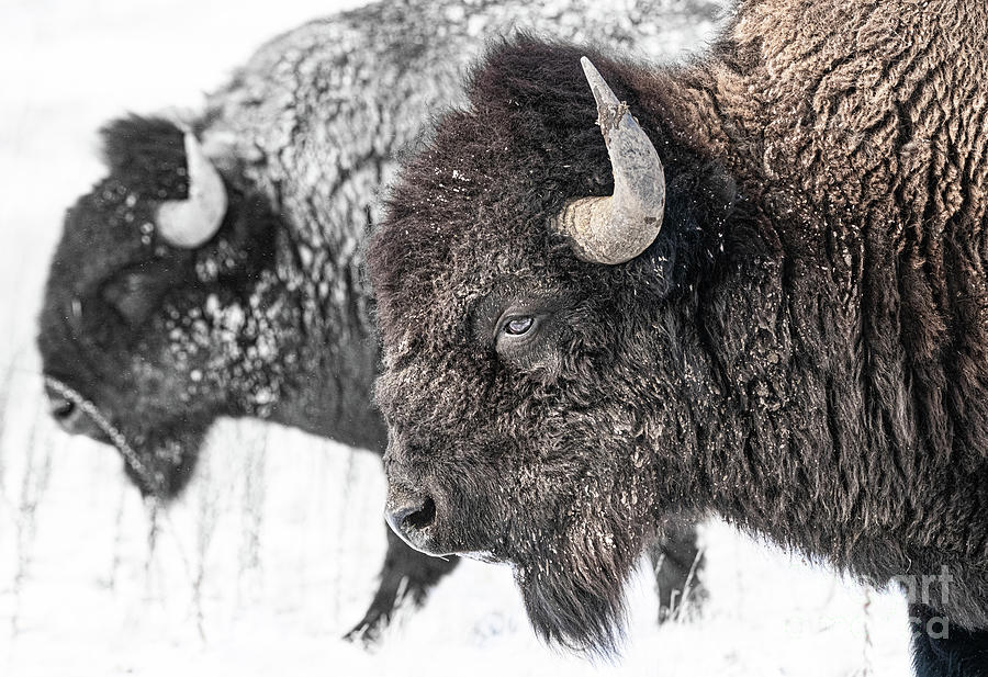 Bison Bulls Photograph by Jami Bollschweiler - Fine Art America