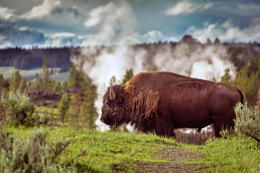 Bison by Hot Springs Photograph by Tim Stanley