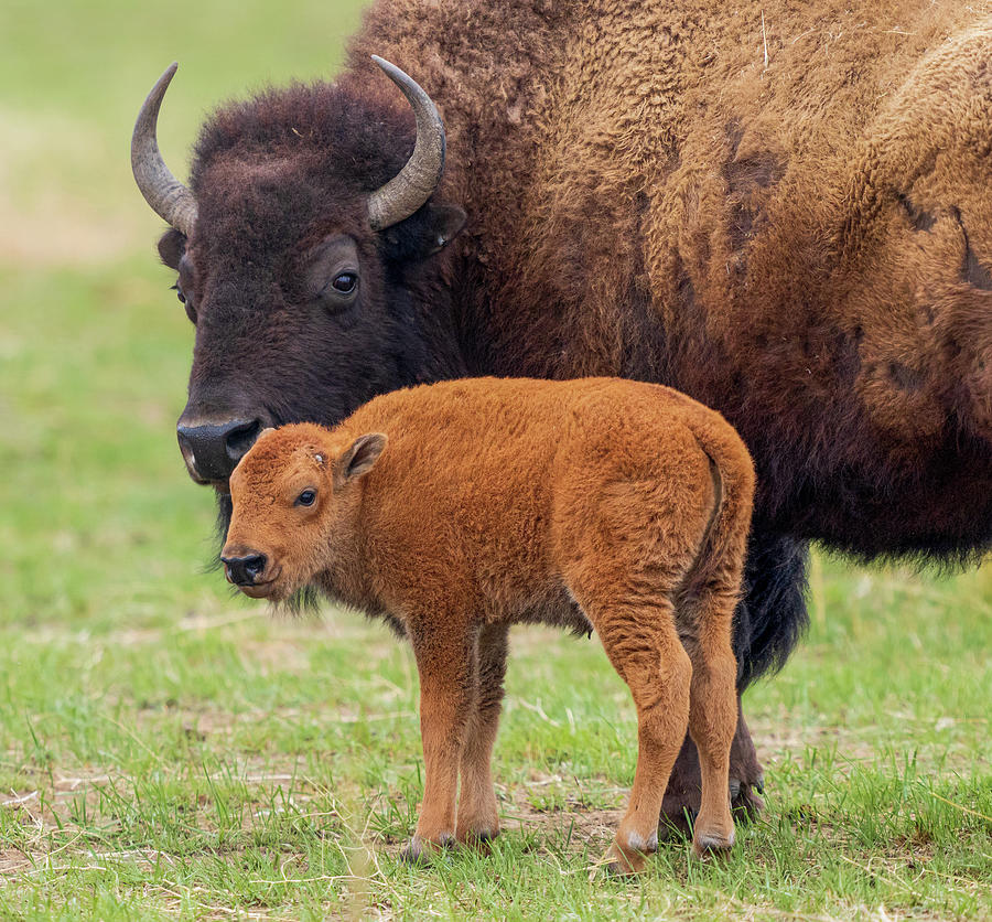 Bison Calf And Mom Portrait Photograph By Susan Hodgson - Fine Art America