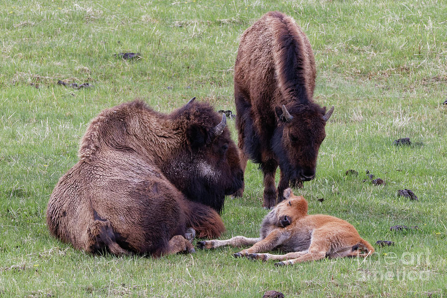 Bison Calf Care Photograph by Natural Focal Point Photography
