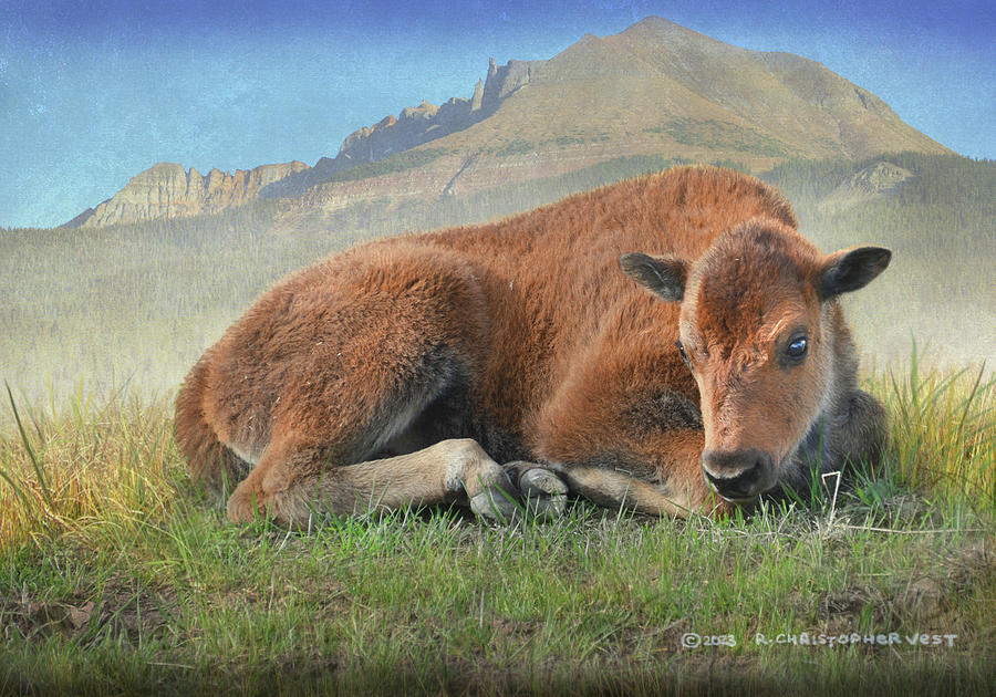 Yellowstone National Park Photograph - Bison Calf In Lamar Valley by R christopher Vest