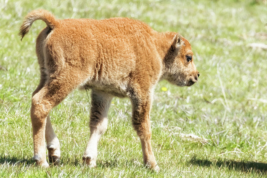 Bison Calf in Spring Photograph by Belinda Greb