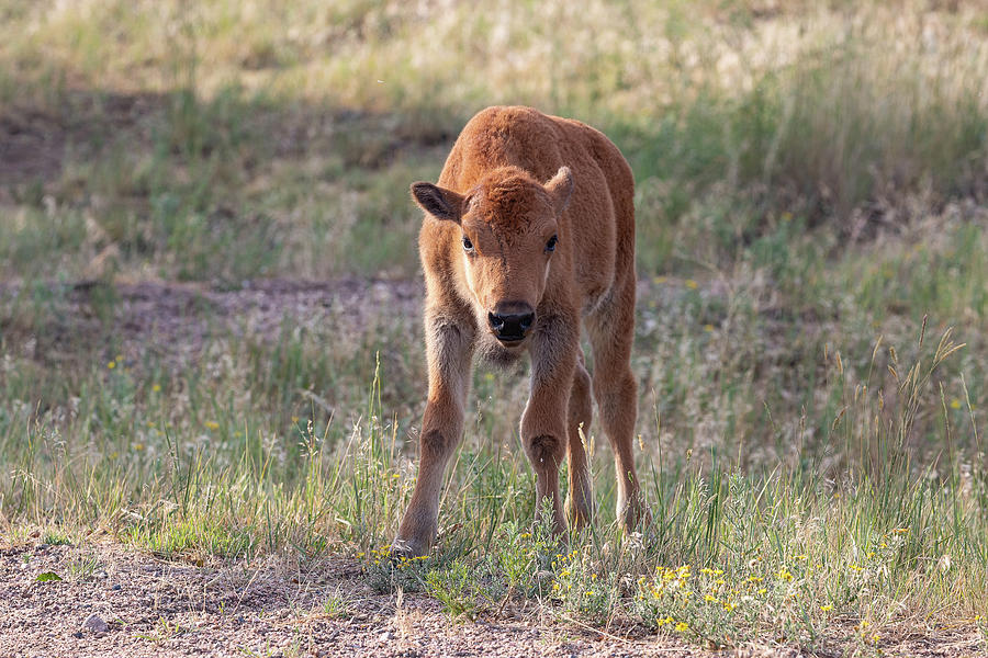 Bison Calf In The Morning Sun Photograph