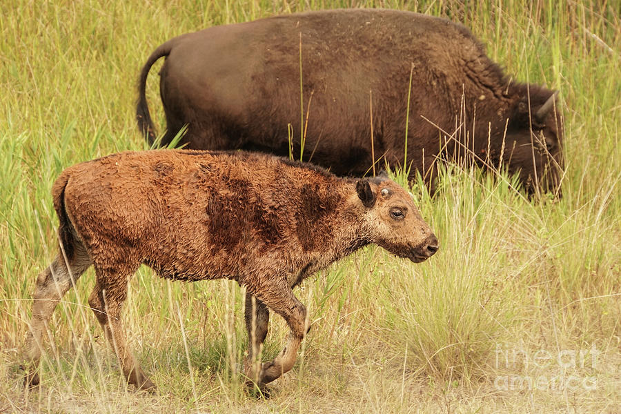 Bison Calf near Mother Photograph by Nancy Gleason