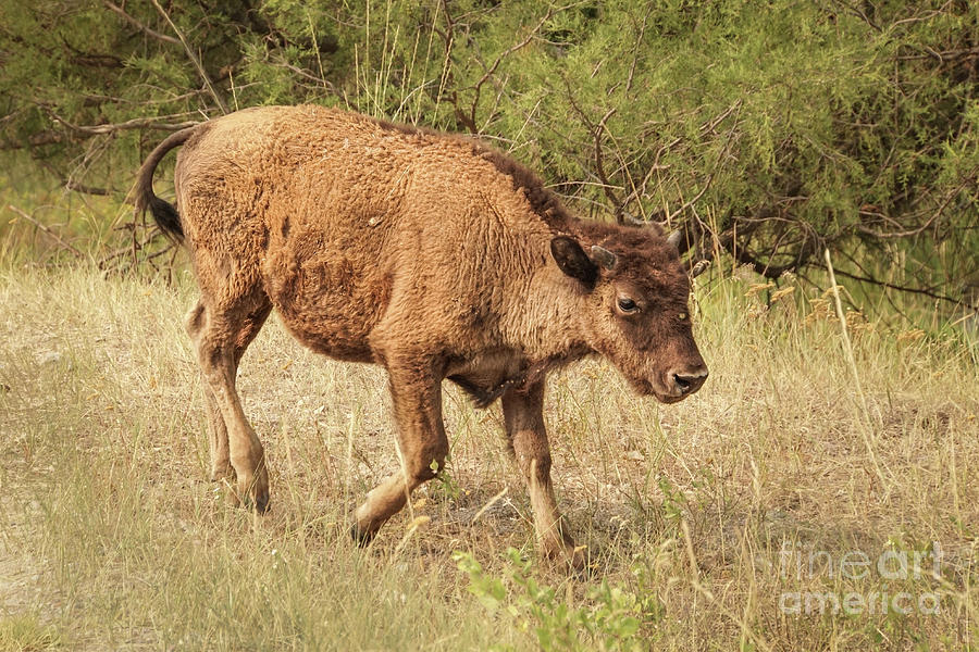 Bison Calf on a Walk Photograph by Nancy Gleason