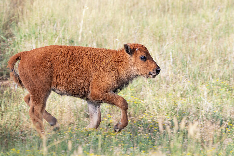 Bison Calf On The Run Photograph