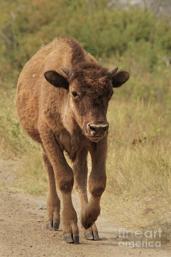 Bison Calf on the Trail Photograph by Nancy Gleason