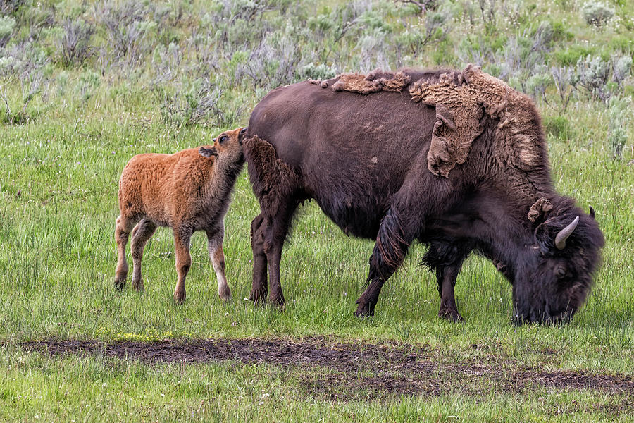 Bison Calf Seeking Some Attention from Mom Photograph by Belinda Greb