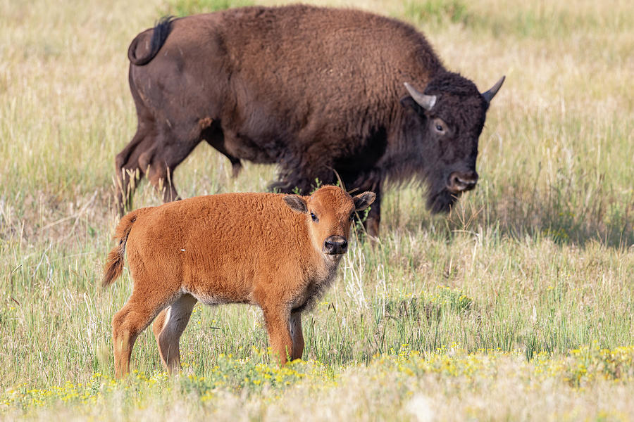 Bison Calf Under Moms Watchful Eye Photograph