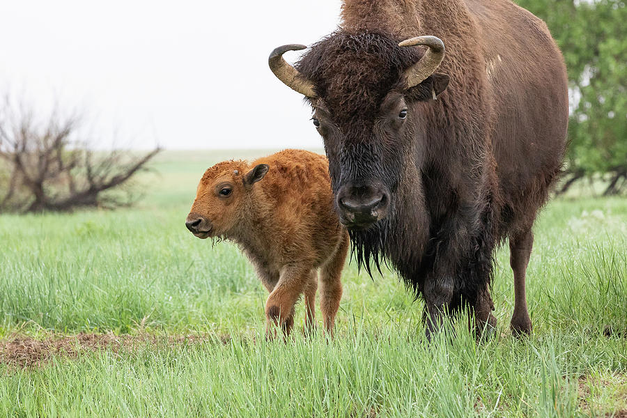 Bison Calf Walks with its Mother Photograph by Tony Hake | Fine Art America