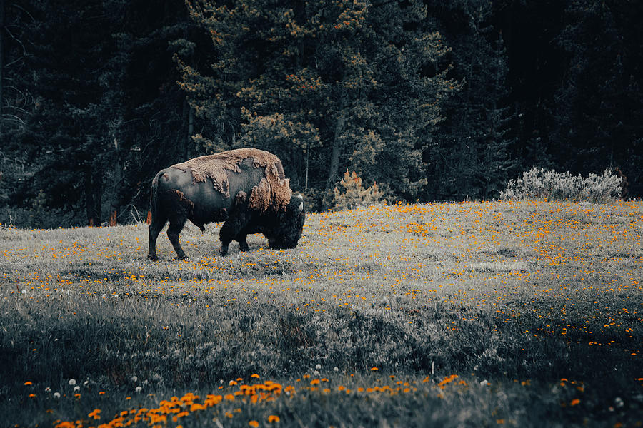 Bison Photograph by Cheryl Prather