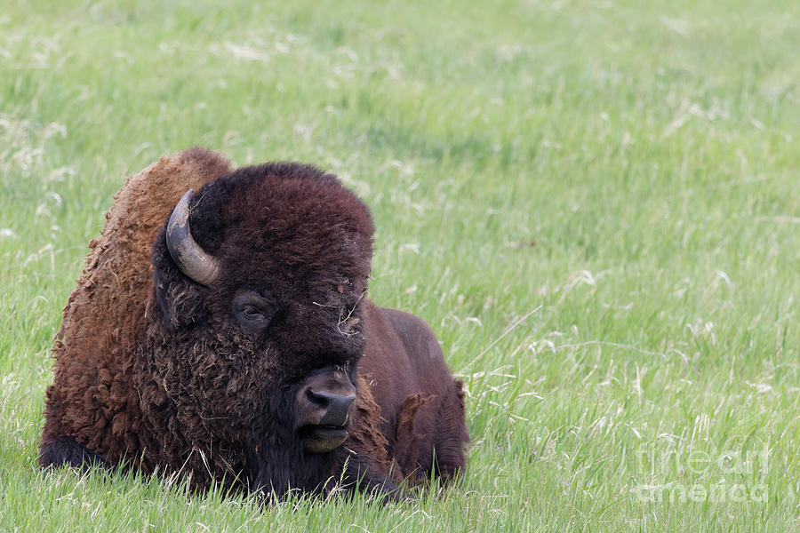 Bison Chill Photograph by Natural Focal Point Photography
