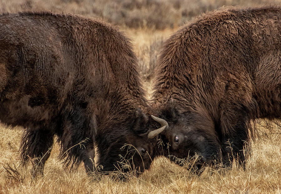 Bison Clash, Yellowstone National Park Photograph by Marcy Wielfaert