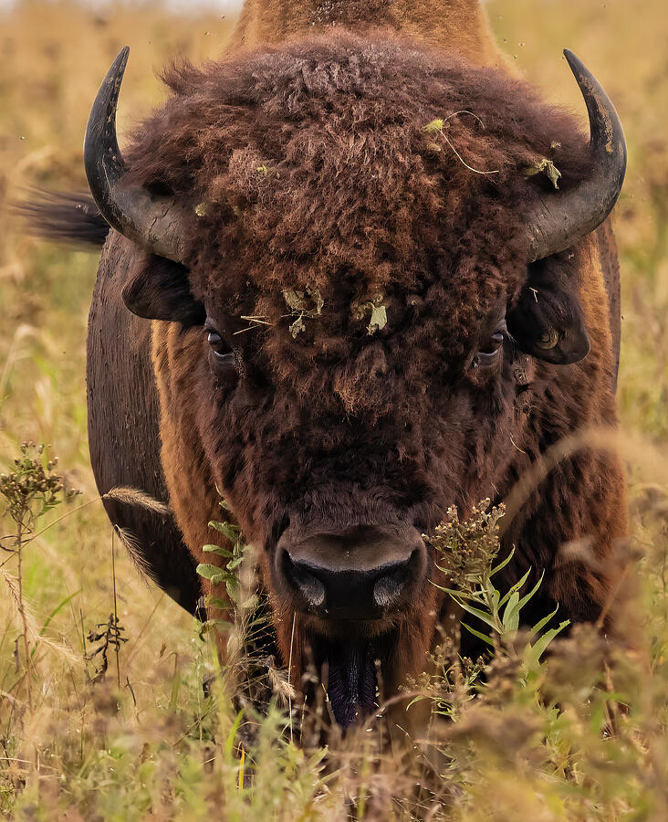 Bison Closeup in the Grass Photograph by Lee and Renee Walsh Bison Closeup in the Grass Photograph by Lee and Renee Walsh