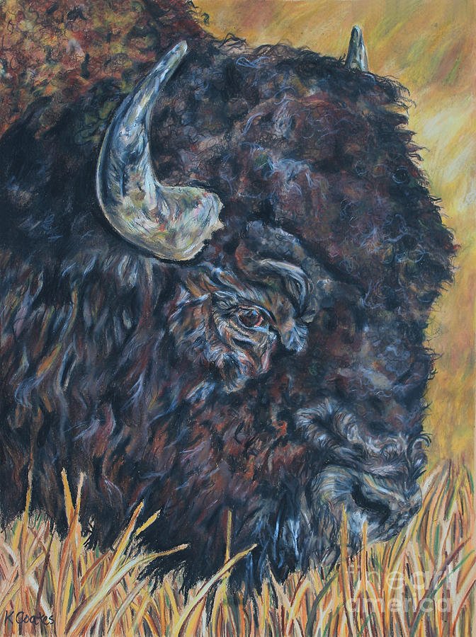 Bison Colored Pencil Drawing by Kelly Coates - Fine Art America