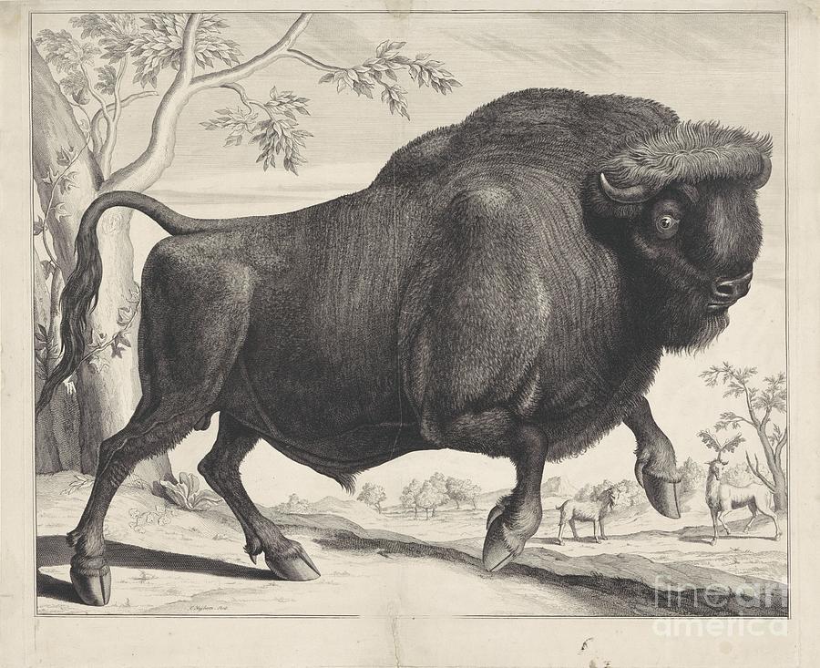 Nature Painting - Bison, Cornelis Huyberts, 1689 - 1712 by Shop Ability