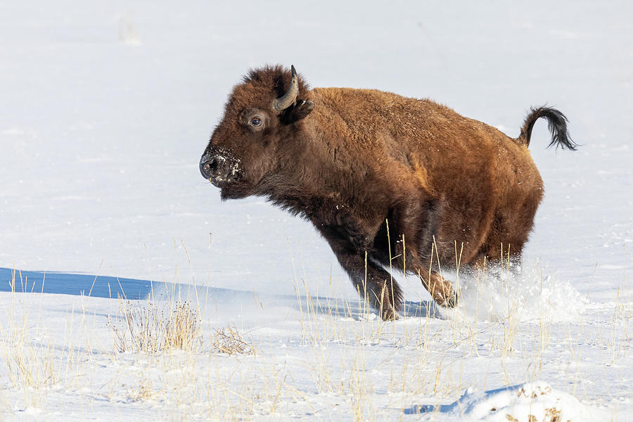 Bison Cow on the Run in the Snow Photograph by Tony Hake