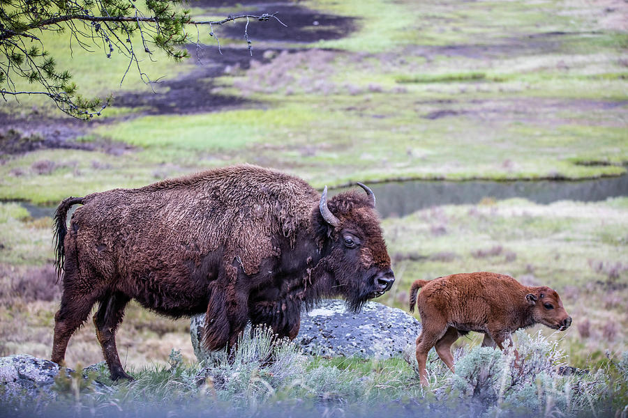 Bison Cow with Calf in Yellowstone National Park Photograph by Rebecca ...