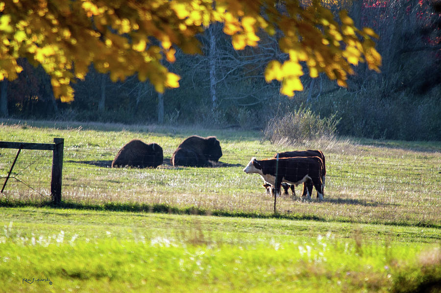 Bison Cows Autumn Photograph by Ken Figurski