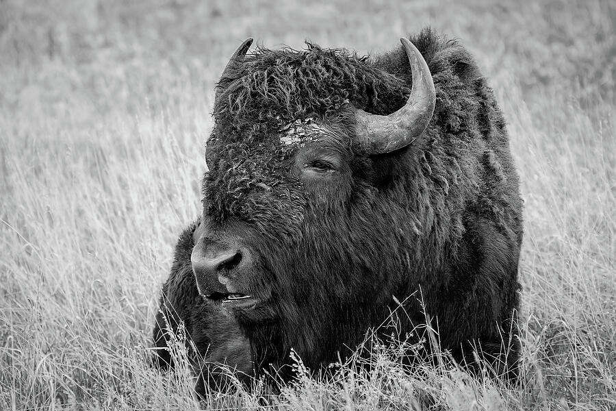 Bison Photograph - Bison - Custer State Park, Custer South Dakota by Jay Tilles