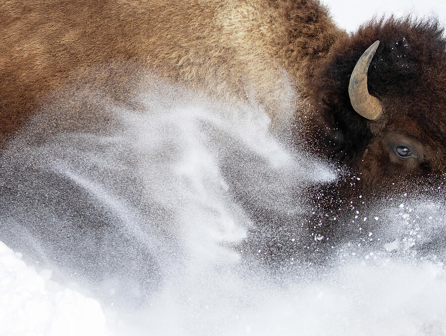 Bison Dashing Through the Snow Photograph by Max Waugh