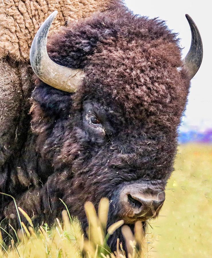 Bison #1 Photograph by Dlamb Photography