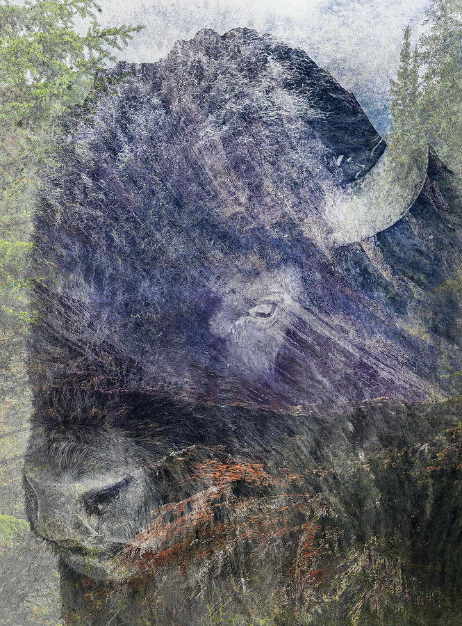 Bison Double Exposure Photograph by Dan Sproul