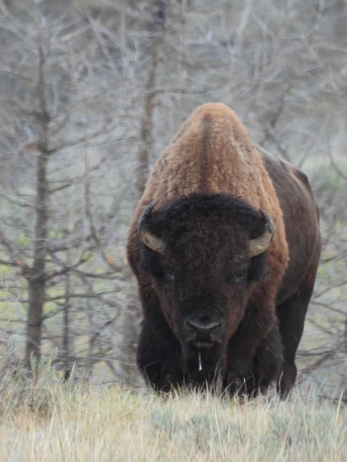 Bison Drool Photograph by Amanda R Wright