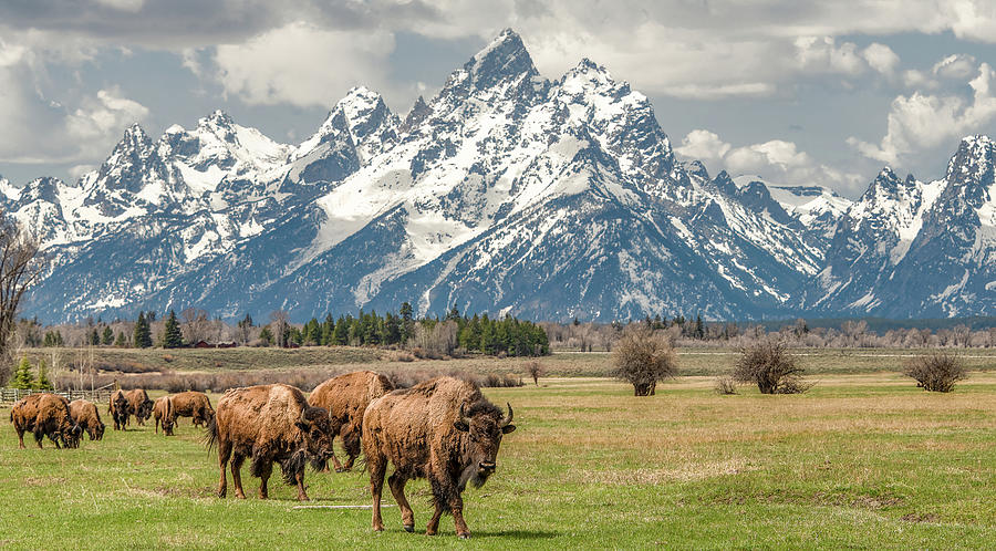 Bison Encounter, Grand Tetons Photograph by Marcy Wielfaert