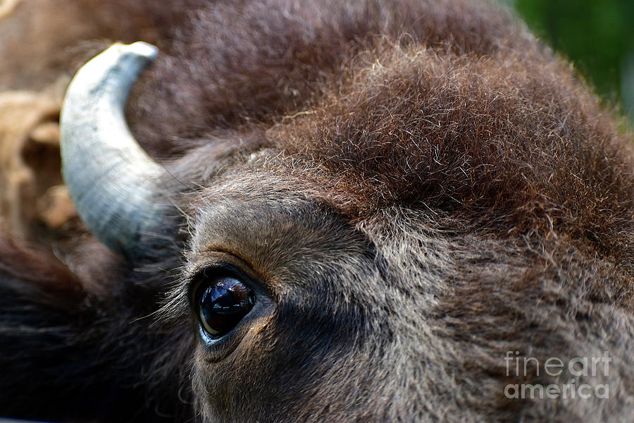 Bison Eye Photograph by Bailey Maier