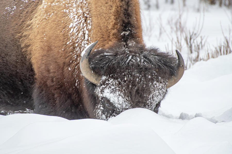 Bison Eyes I Photograph by Anita Wooldridge - Fine Art America