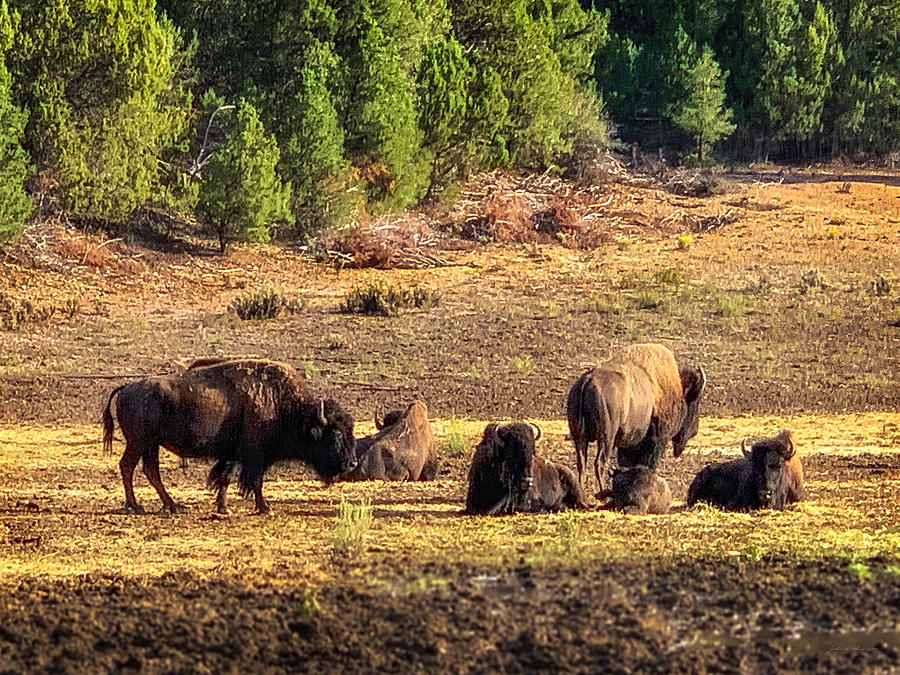 Bison Family at Sunset Near Zion Photograph by John A Rodriguez