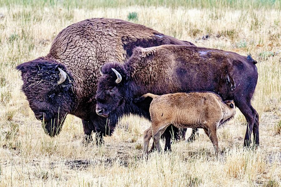 Bison family Photograph by Wesley Gilson - Fine Art America