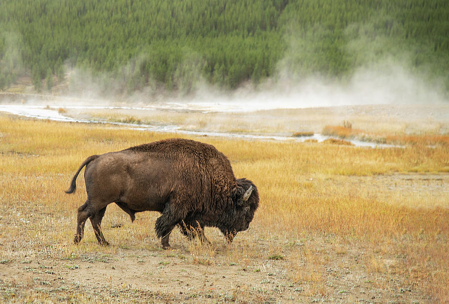 Bison Browsing in Yellowstone Photograph by Gordon Ripley